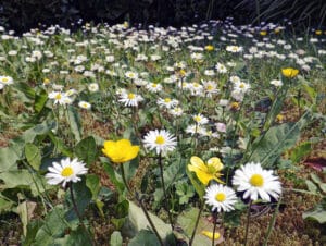 Buttercups and daisies, a perfect lawn.