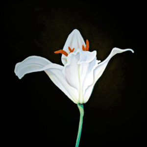Original paintings on canvas - White Lily - Judith Grassi